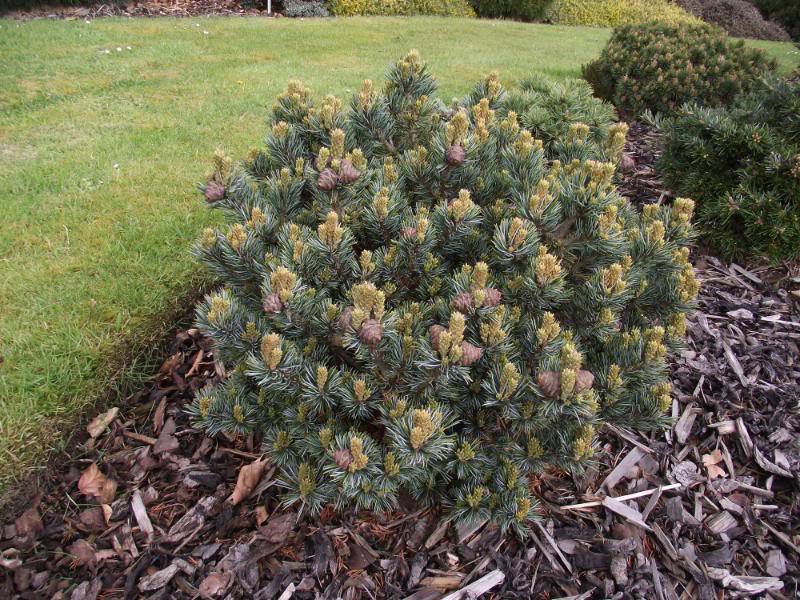 Pinus parviflora 