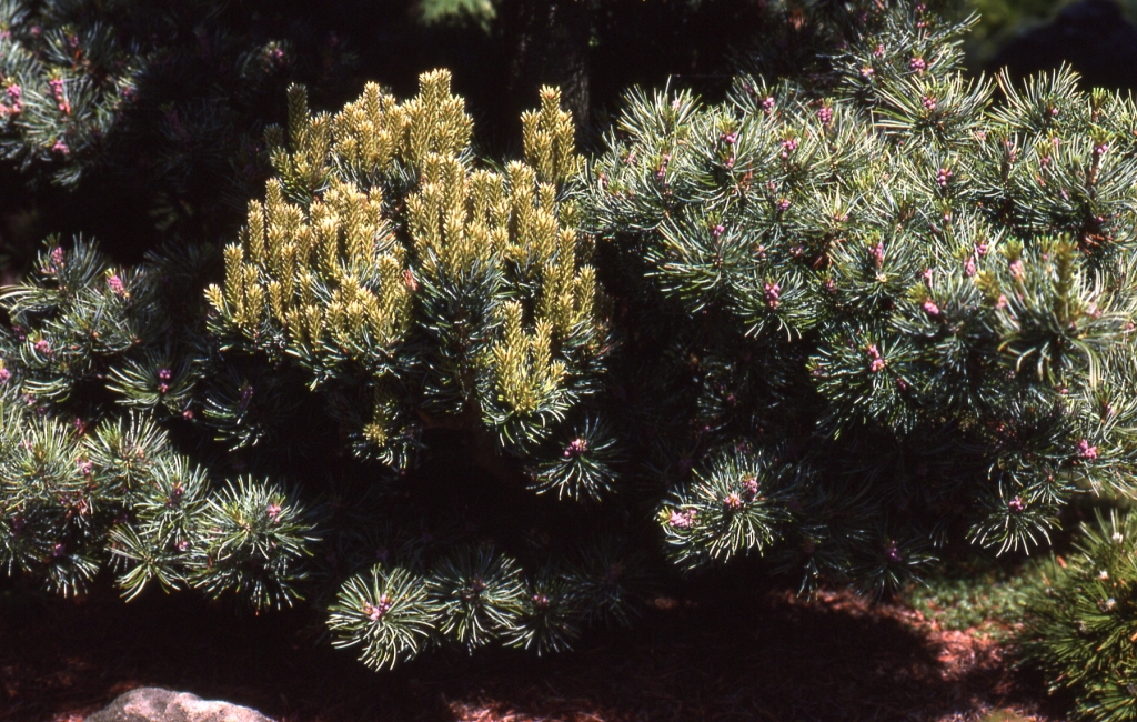 Pinus parviflora 