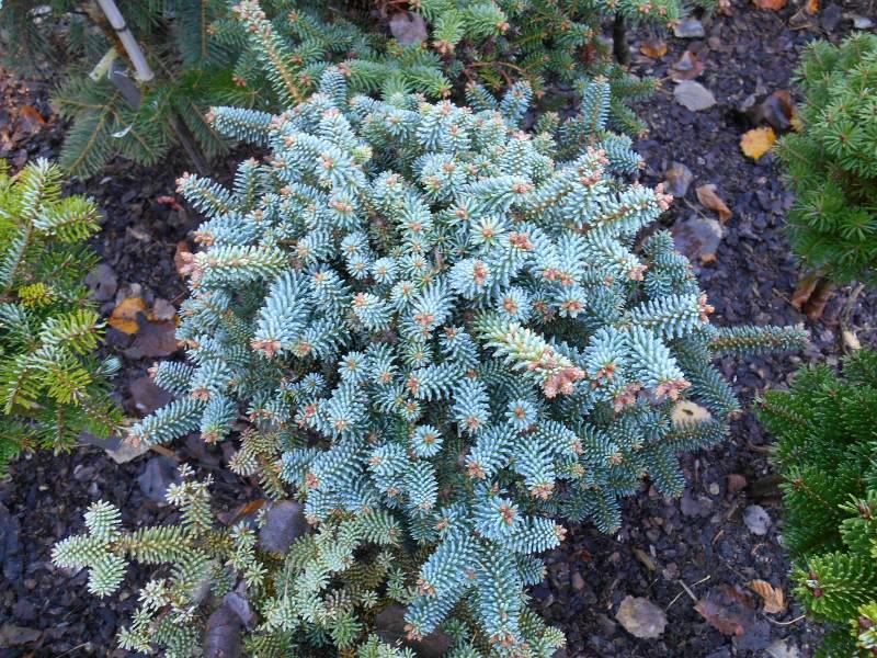Abies pinsapo 