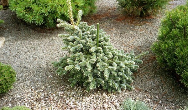 Abies pinsapo 