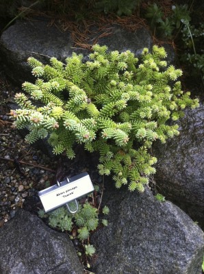 Abies pinsapo 