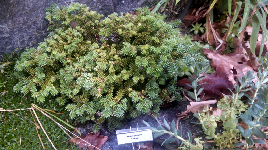 Abies pinsapo 