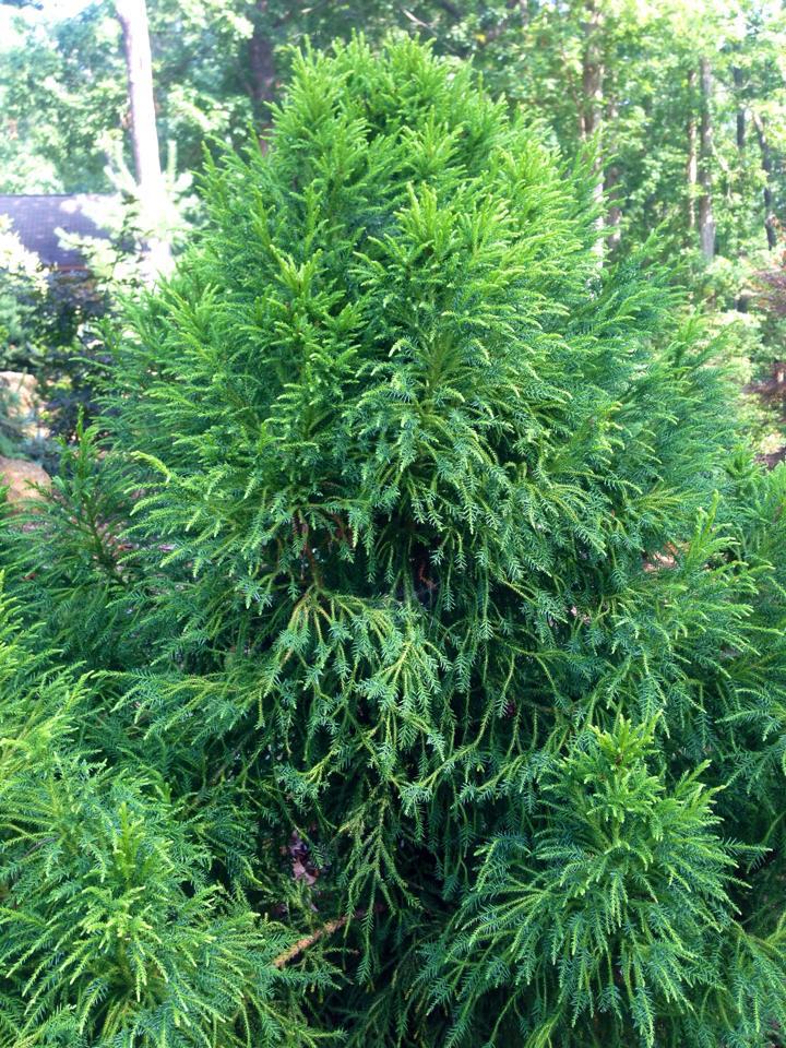 Cryptomeria japonica 