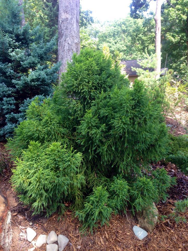 Cryptomeria japonica 