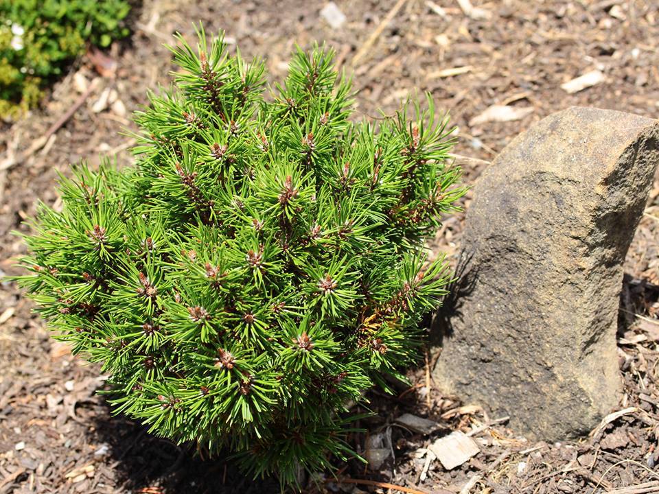 Pinus contorta 