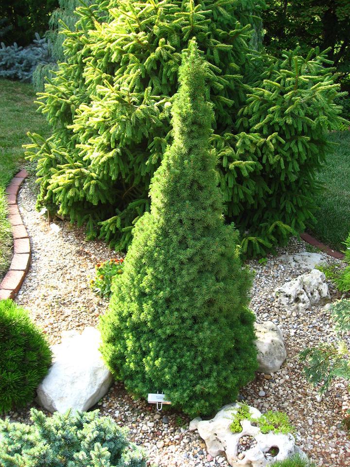 Picea glauca 
