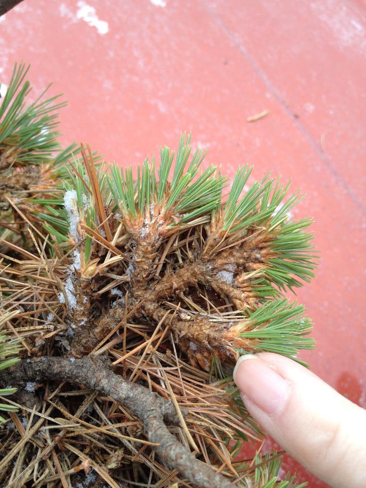 Pinus strobus 