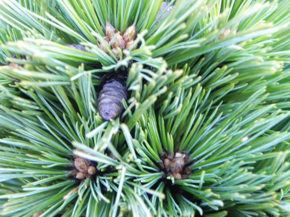 Pinus strobus 