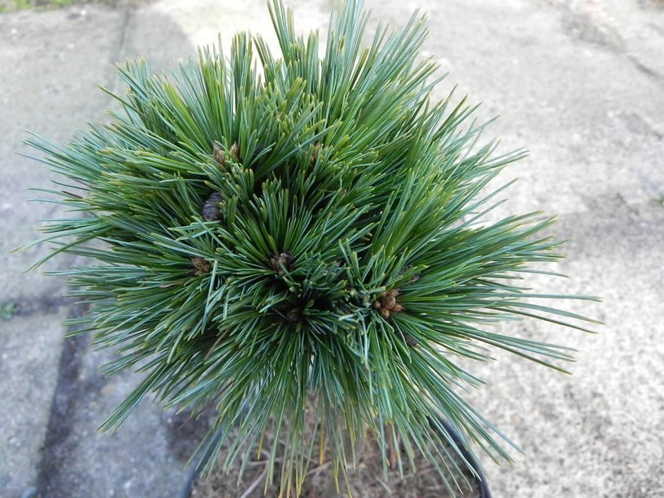 Pinus strobus 