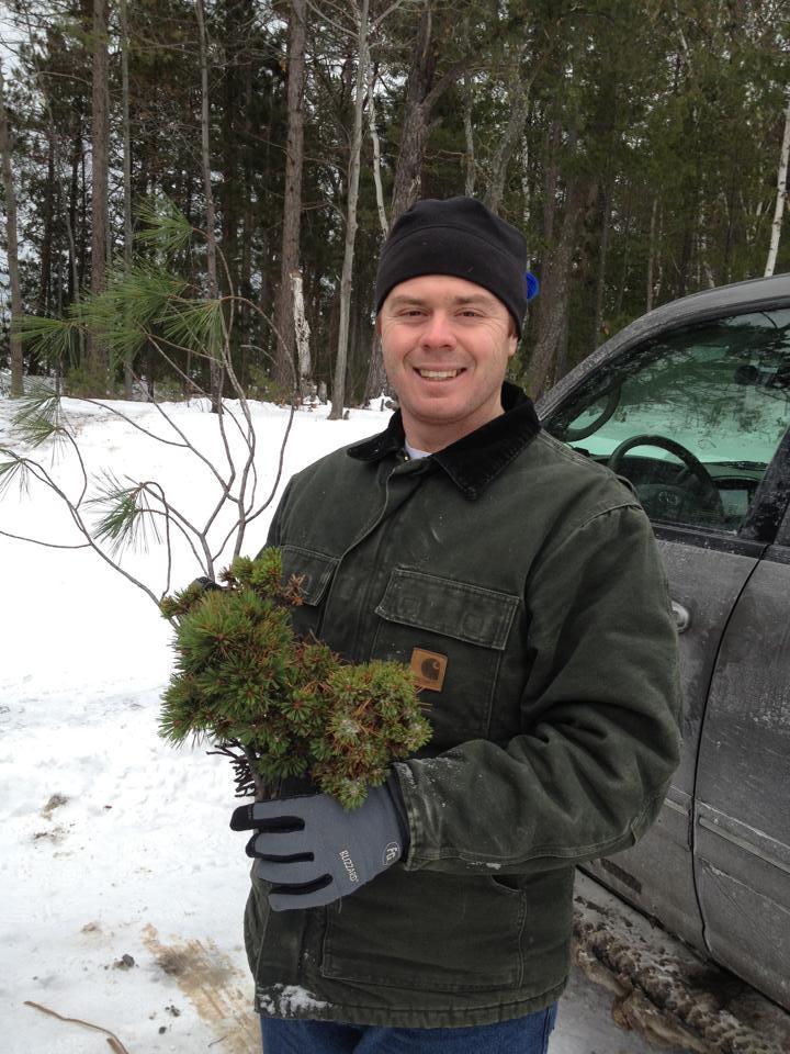 Pinus strobus 
