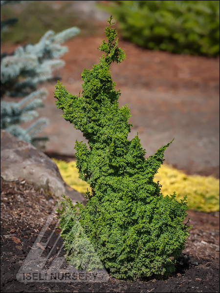 Chamaecyparis obtusa 