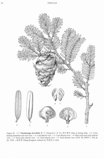 Pseudotsuga brevifolia