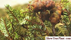 Pseudotsuga brevifolia