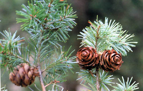 Pseudotsuga forrestii