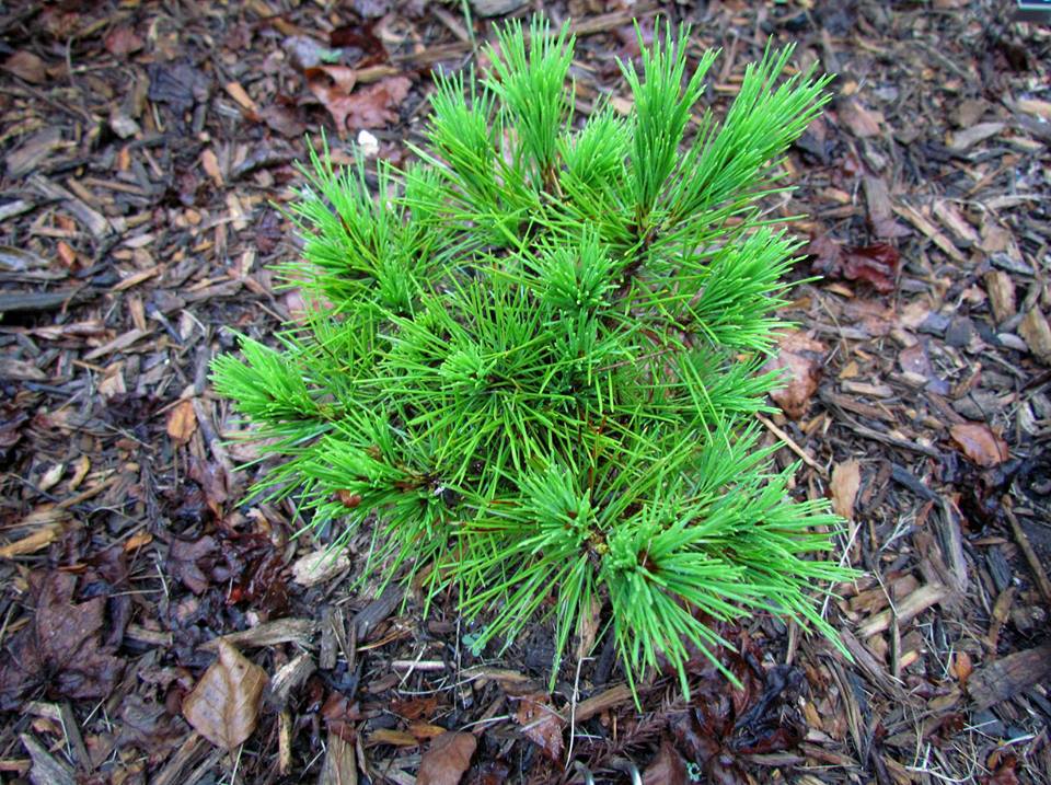 Pinus densiflora 