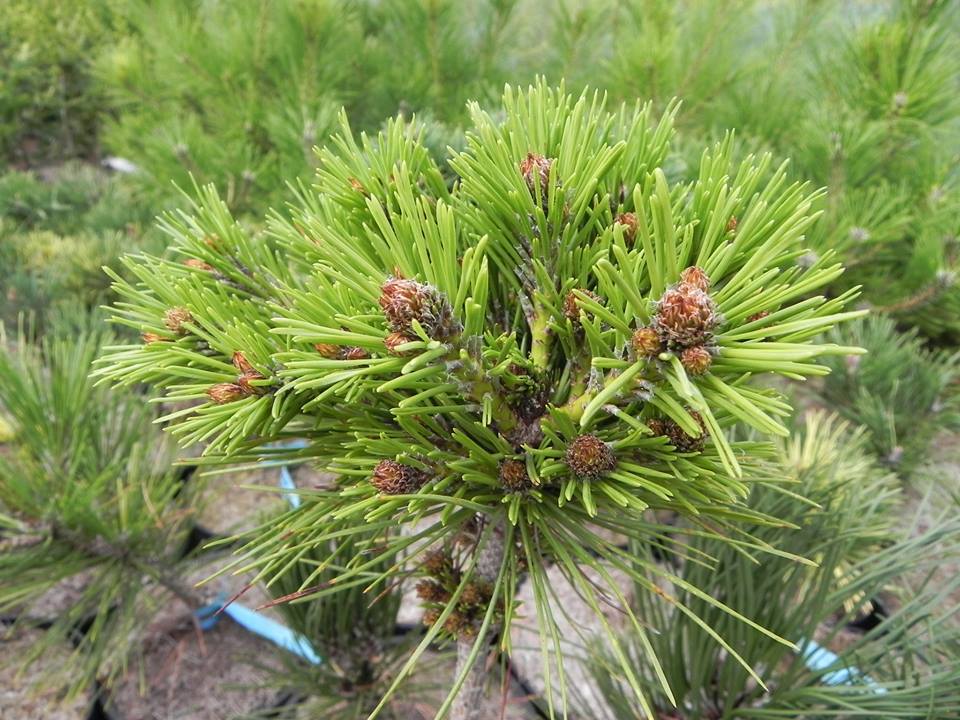 Pinus densiflora 