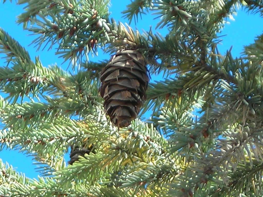Pseudotsuga lindleyana