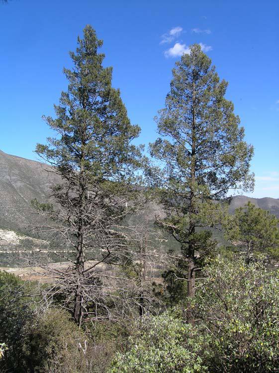 Pseudotsuga lindleyana