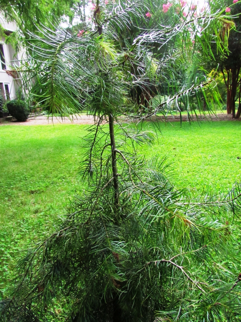 Abies flinkii