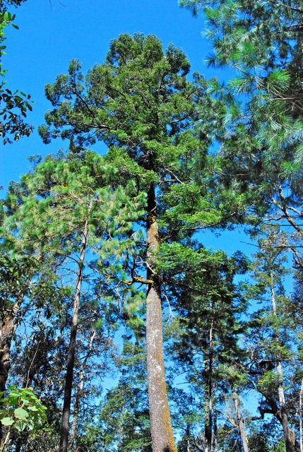 Abies flinkii