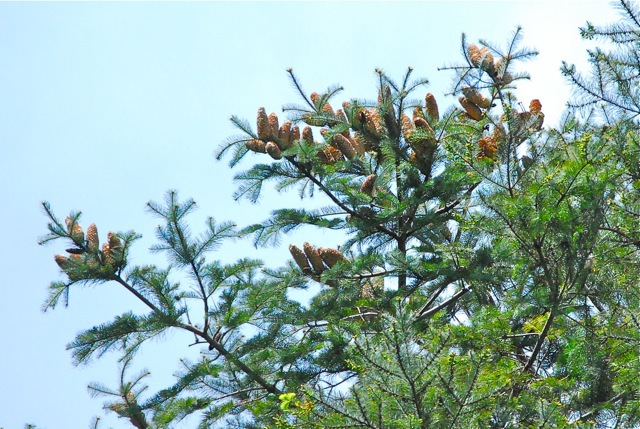 Abies flinkii