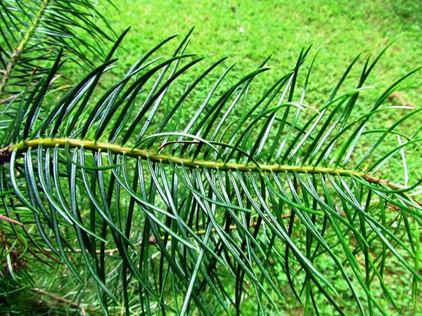 Abies flinkii