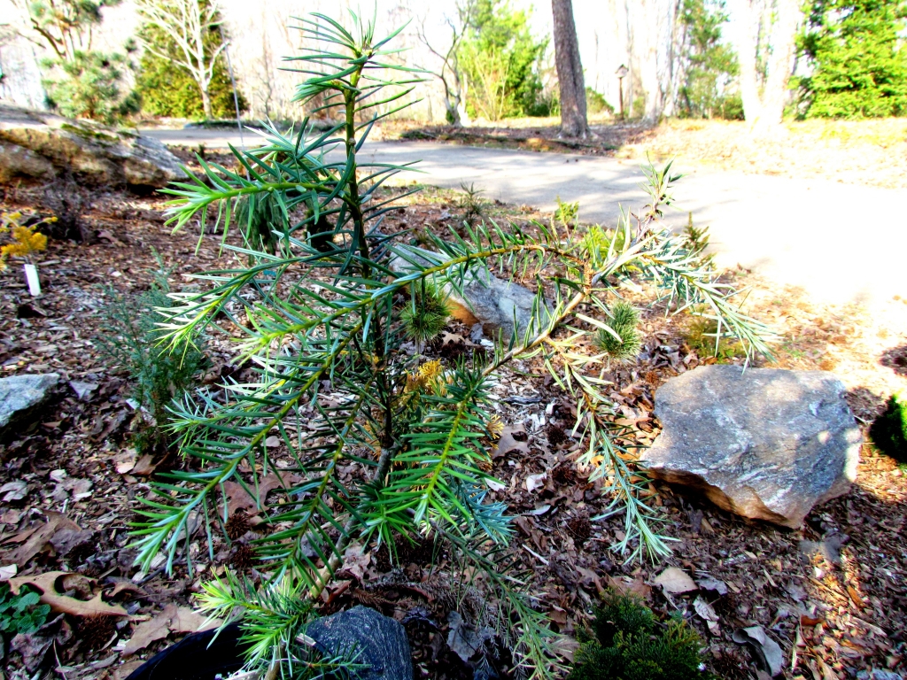 Abies colimensis