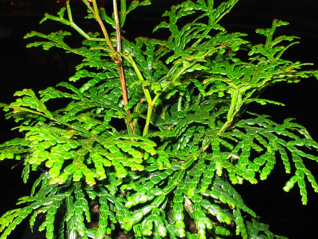 Calocedrus rupestris