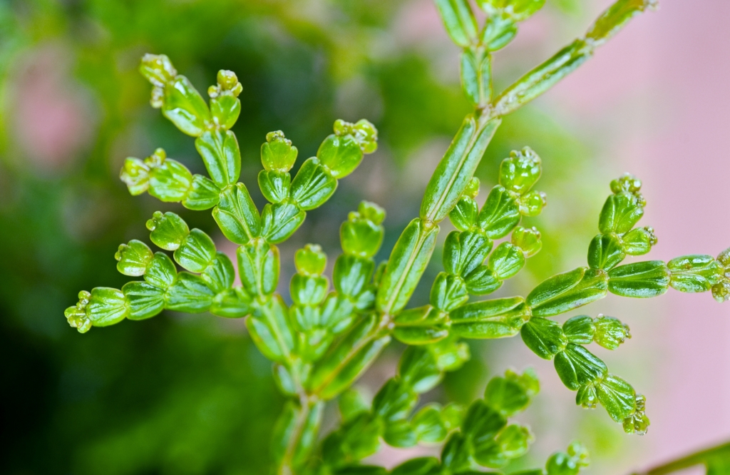 Calocedrus rupestris