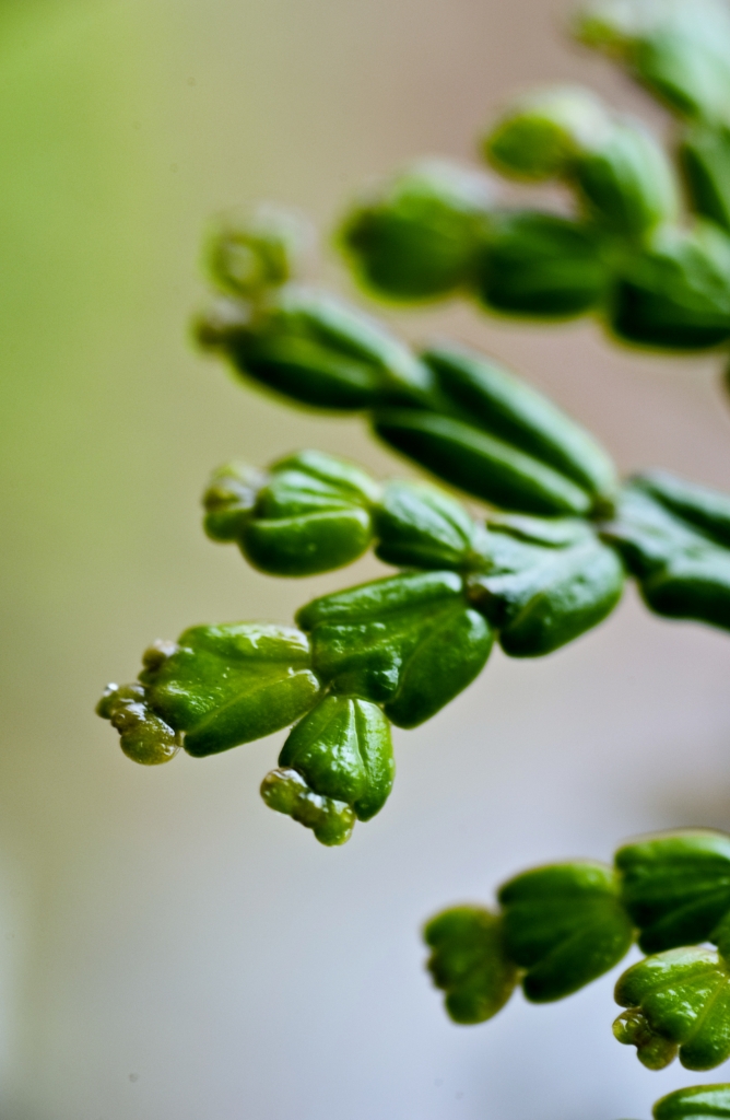 Calocedrus rupestris