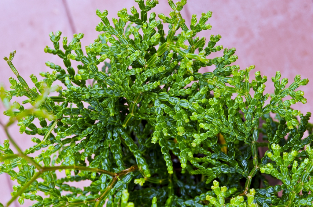 Calocedrus rupestris