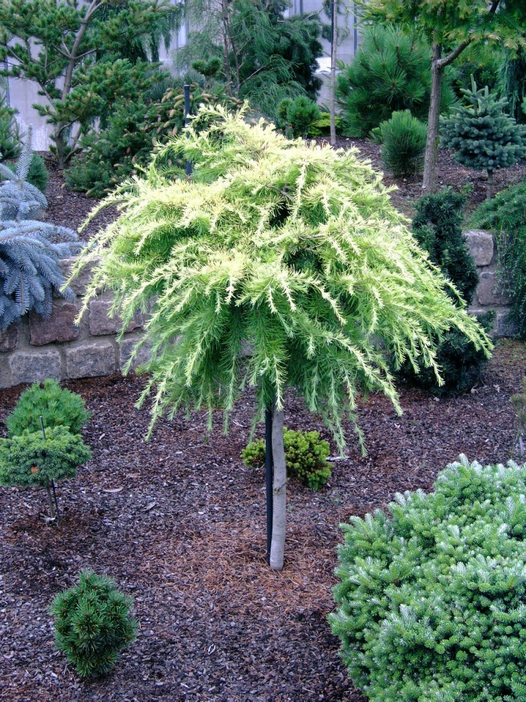 Cedrus deodara 