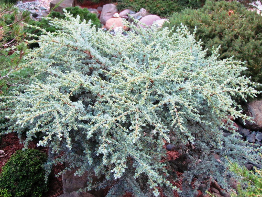 Cedrus atlantica 