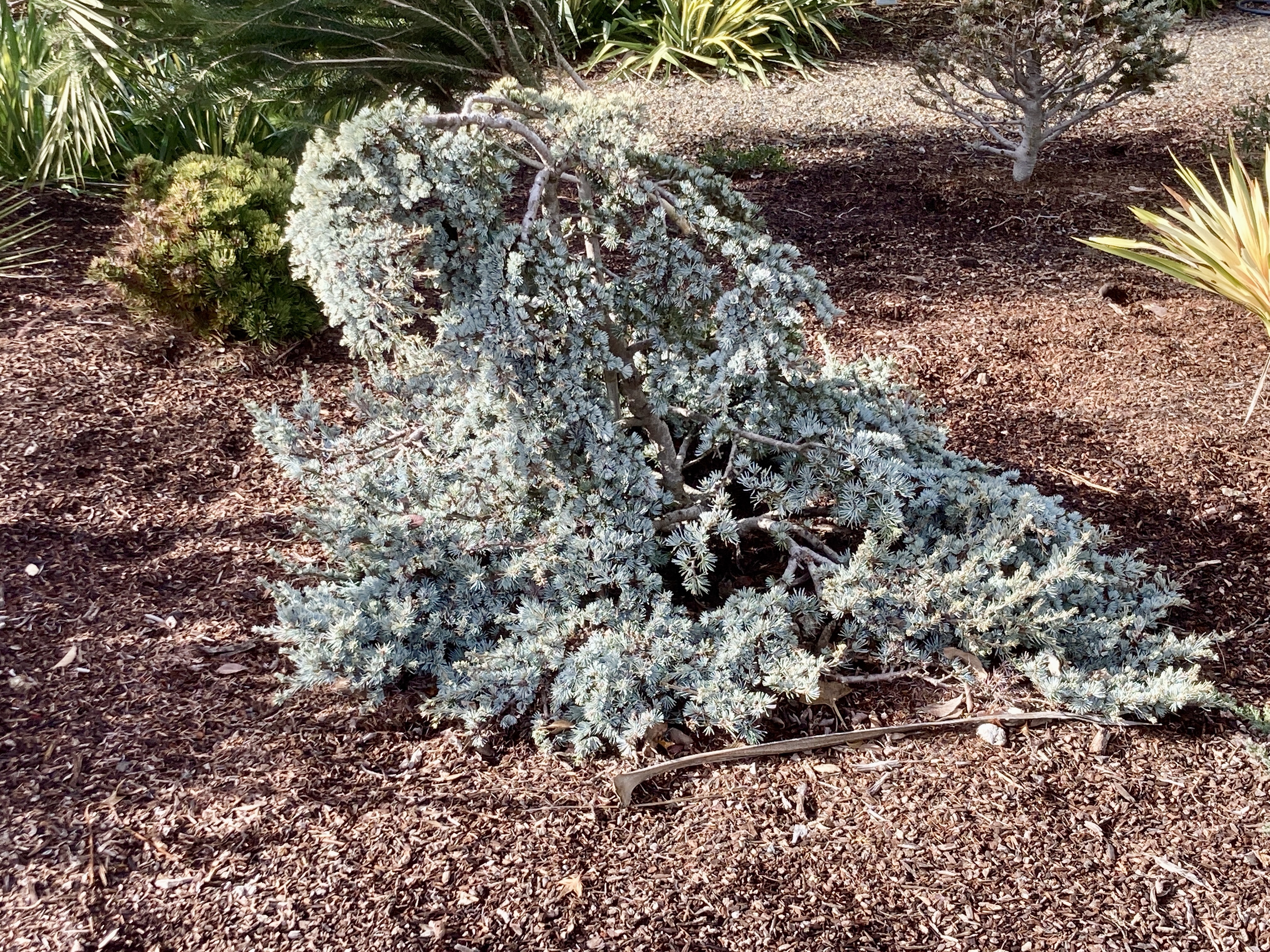 Cedrus atlantica 