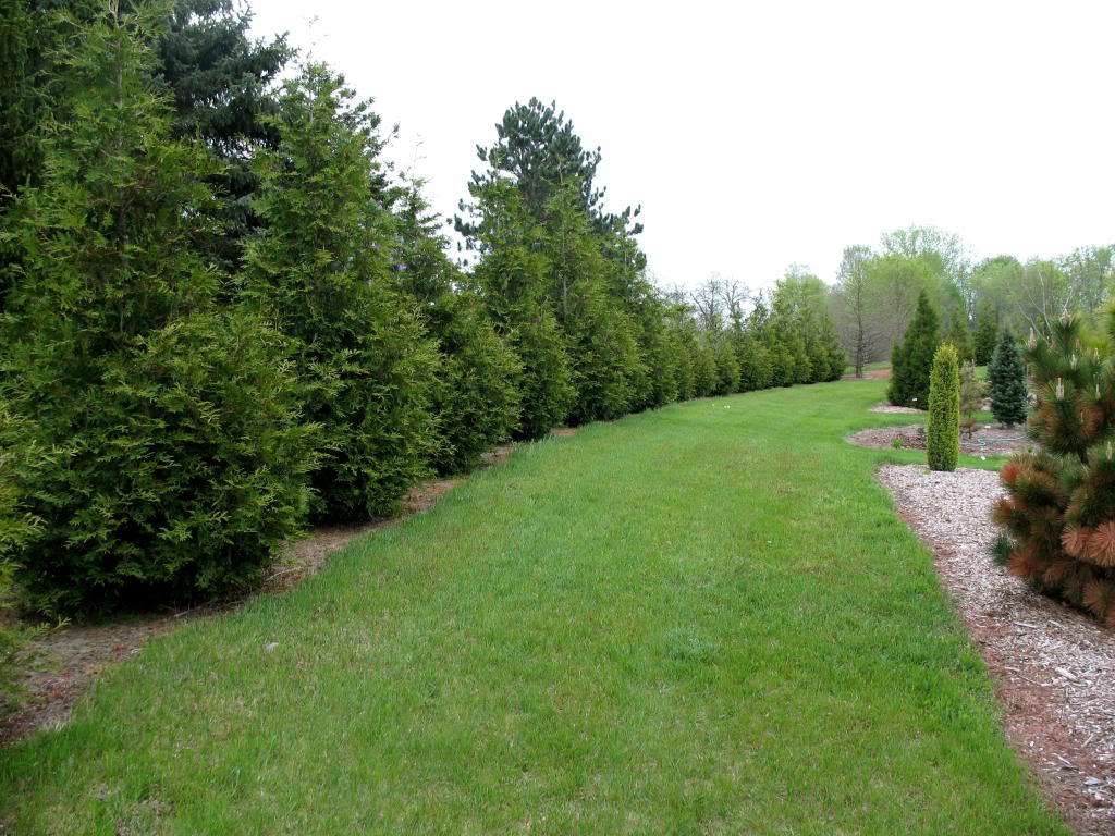 Thuja standishii x plicata