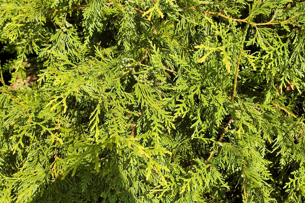 Thuja standishii x plicata