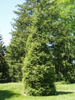 Thuja standishii x plicata 