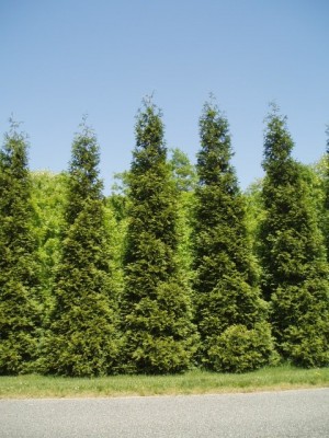Thuja standishii x plicata 