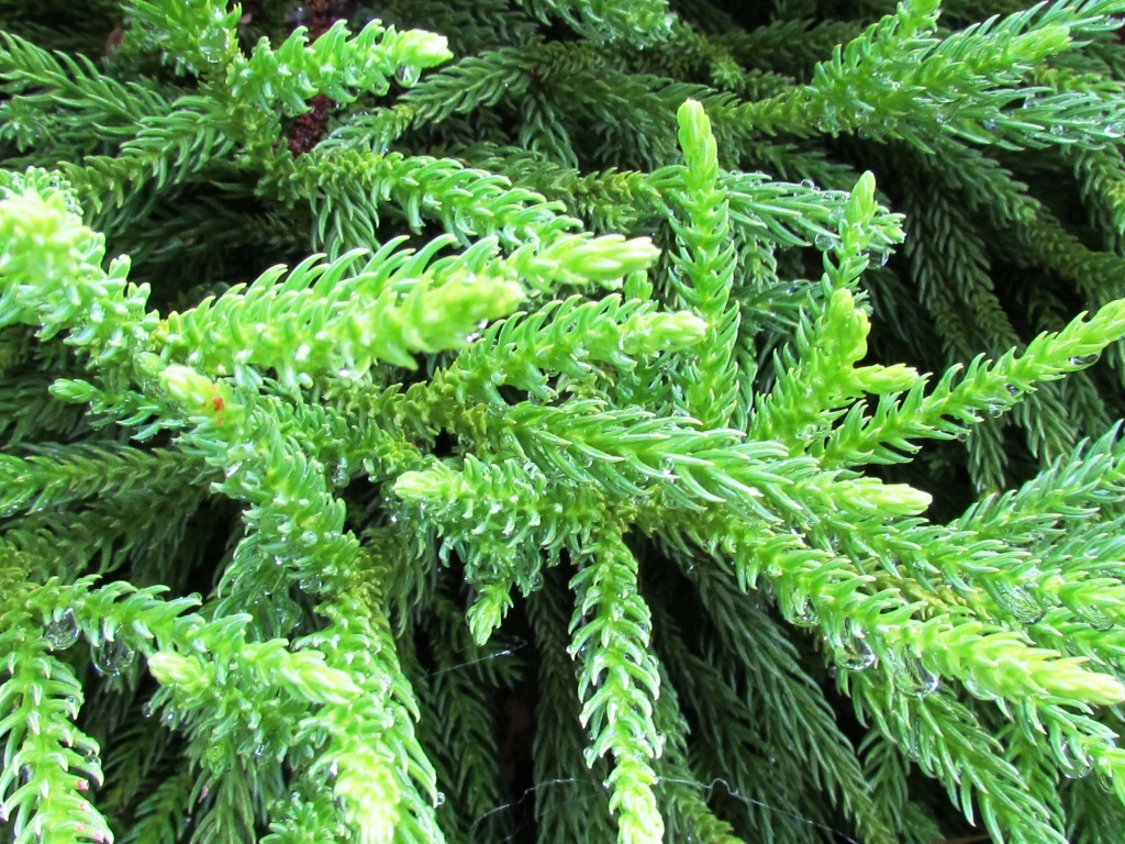 Cryptomeria japonica 