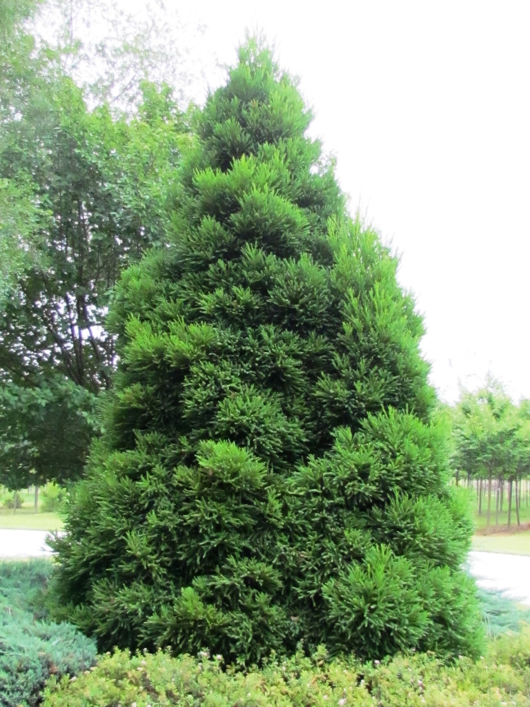 Cryptomeria japonica 