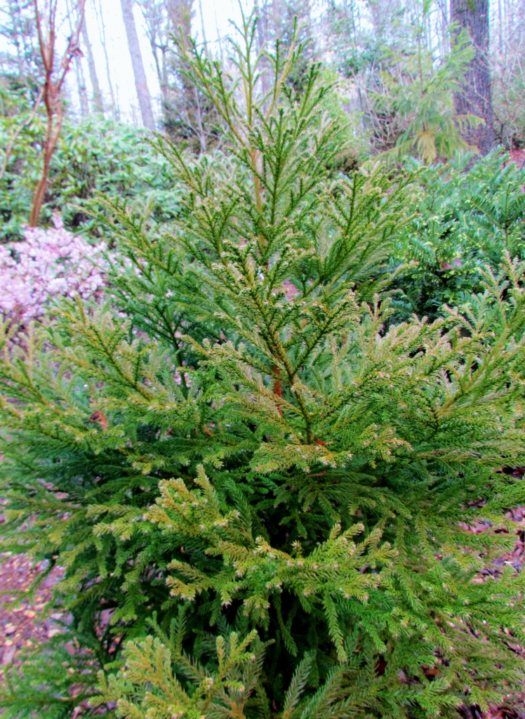 Cryptomeria japonica 