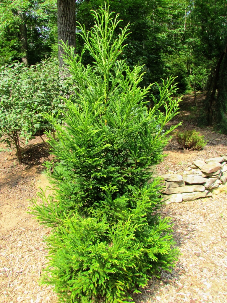 Cryptomeria japonica 