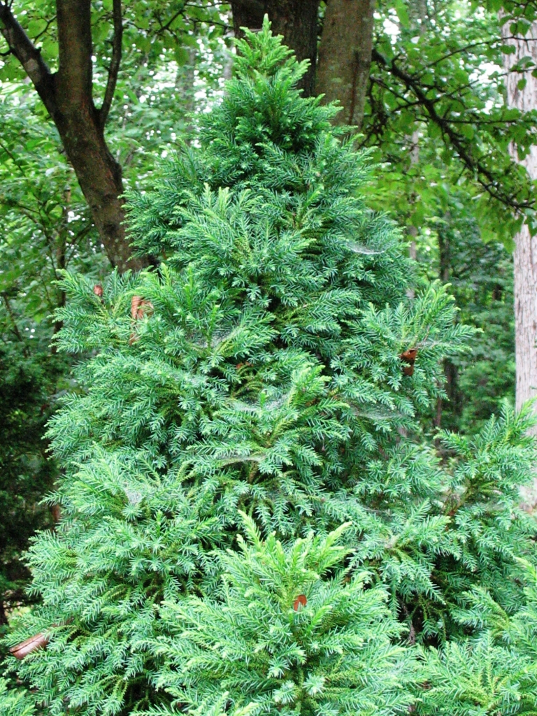 Cryptomeria japonica 