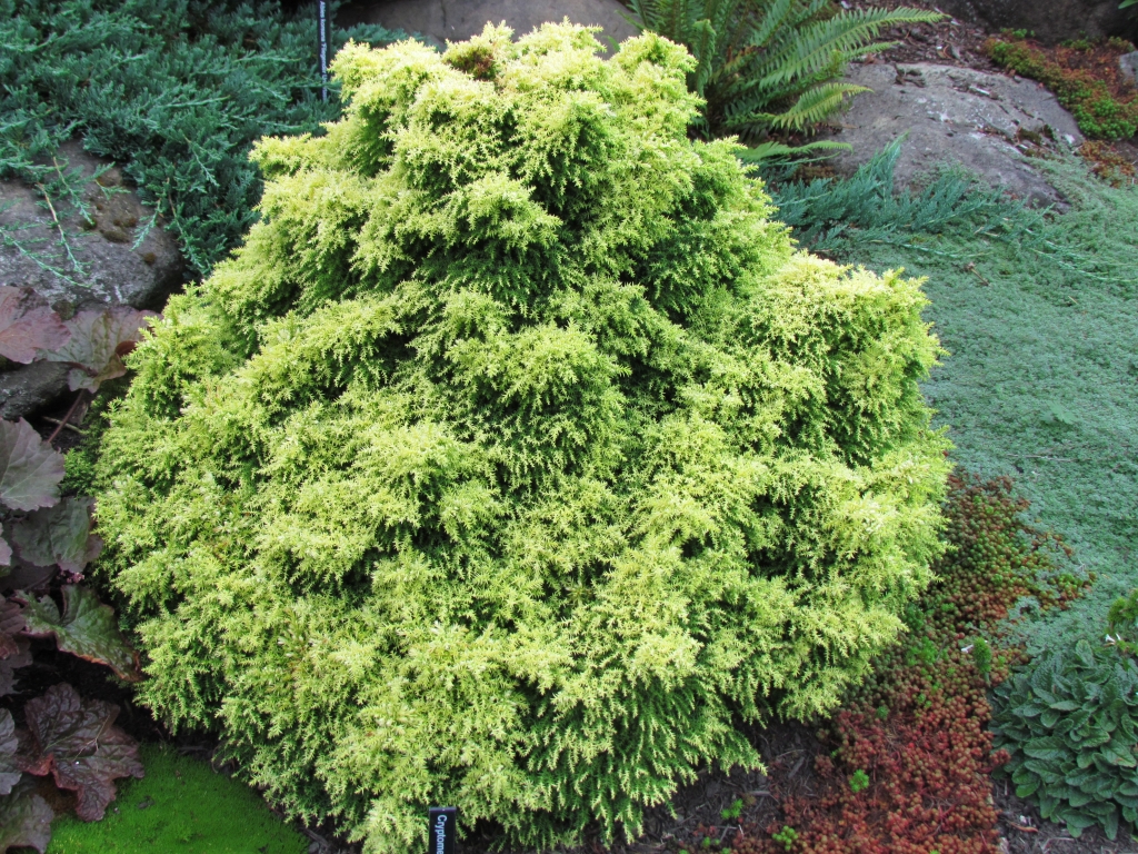 Cryptomeria japonica 