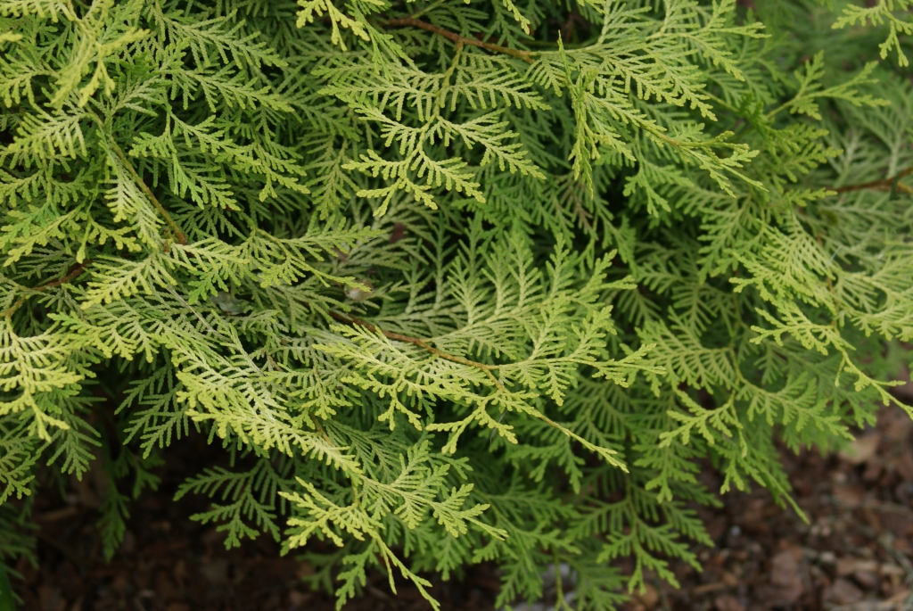 Thuja occidentalis 