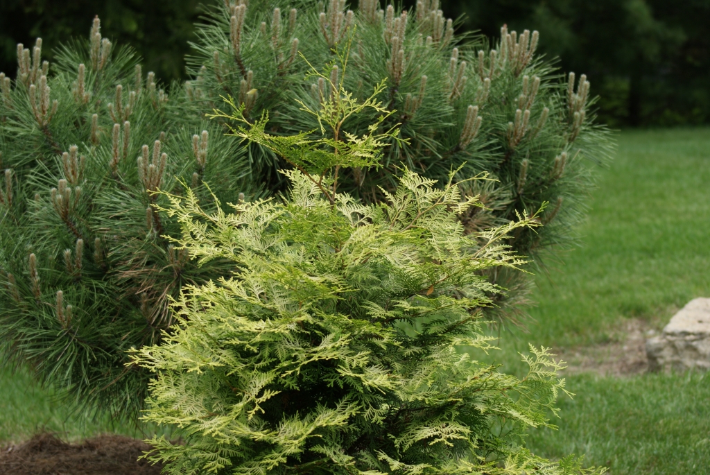 Thuja occidentalis 