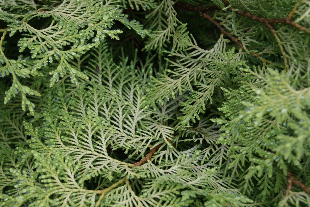 Thuja occidentalis 