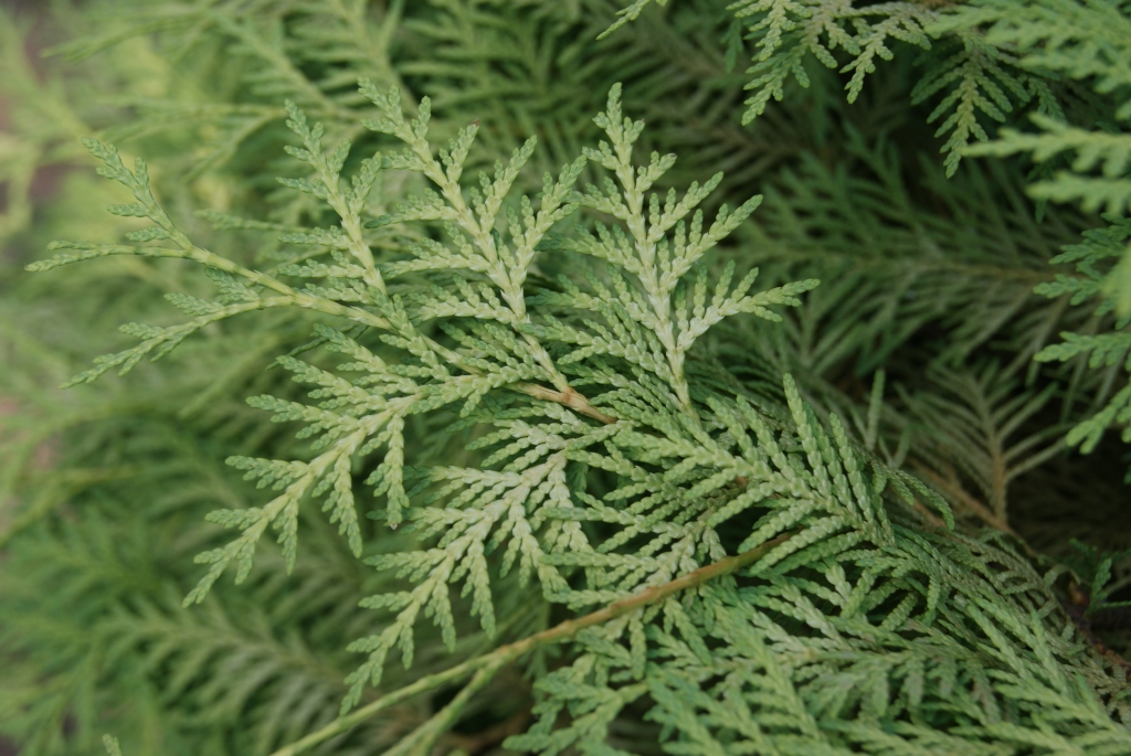 Thuja occidentalis 
