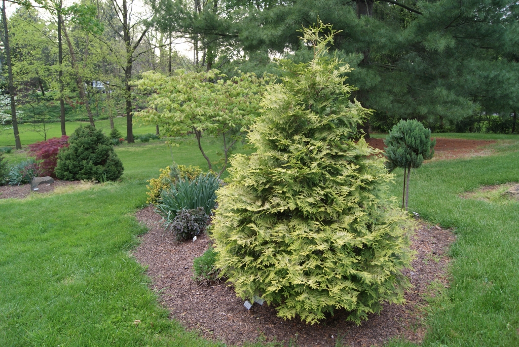 Thuja occidentalis 