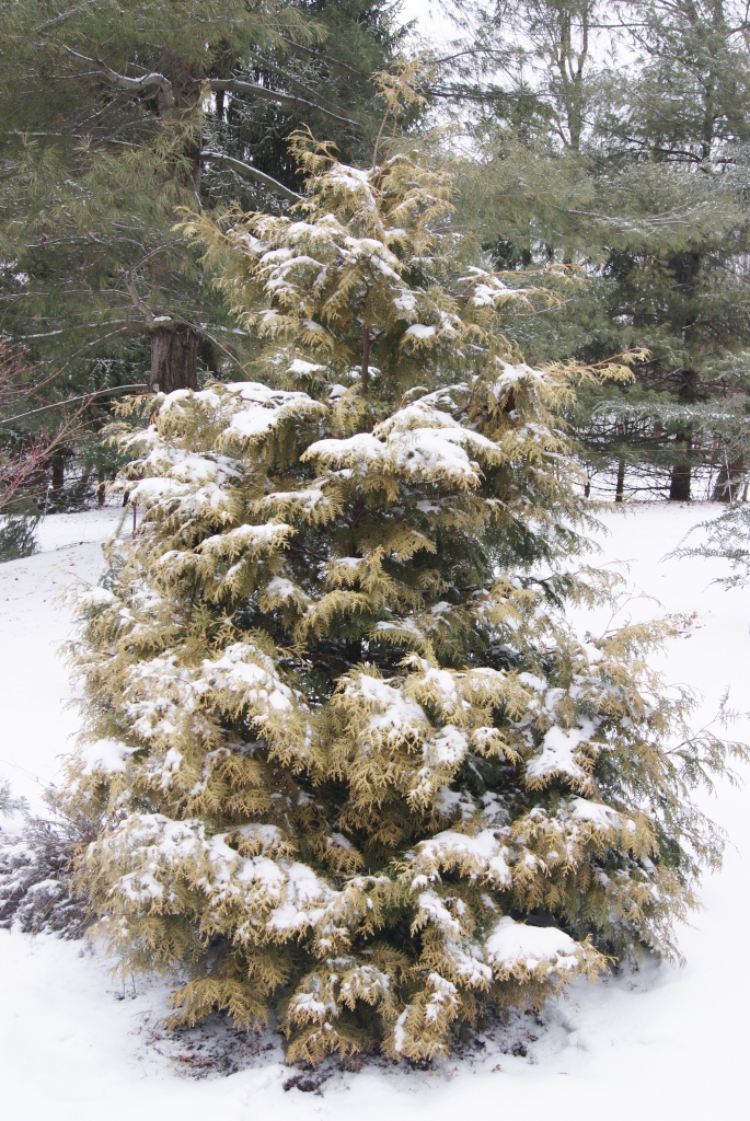 Thuja occidentalis 